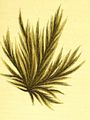 Ectocarpus siliculosus1